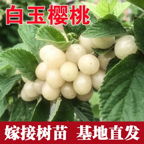 白玉樱桃树苗嫁接南方北