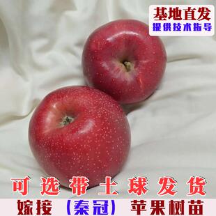 水红秦冠苹果树苗嫁接晚熟粉面苹果苗南方北方庭院盆栽地栽果树苗