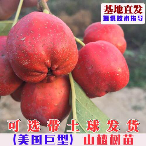 嫁接美国巨型山楂树活苗