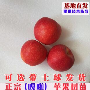 皇家红嘎啦苹果树苗嫁接早熟脆甜苹果苗南方北方庭院盆栽地栽果树