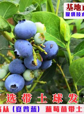 夏普蓝南高丛蓝莓树果苗