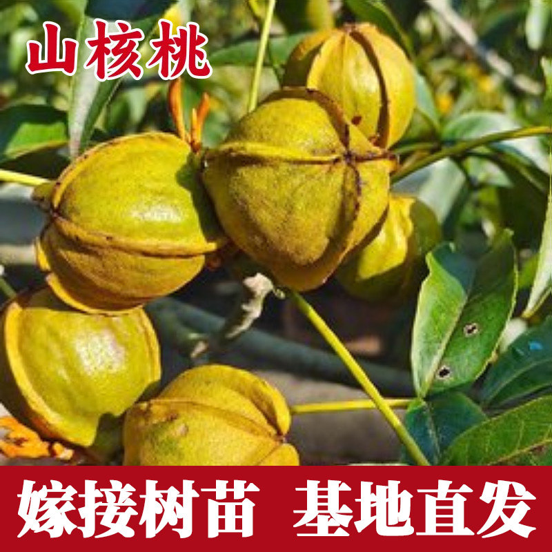 山核桃树果苗南北种植碧根果核桃树庭院地栽薄皮矮化果树当年结果