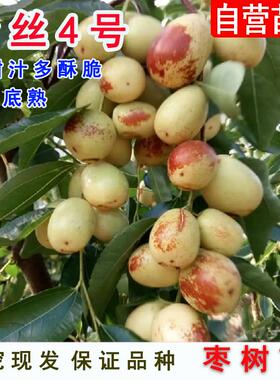 嫁接新金丝4号枣树活苗四号小枣树苗南方北方枣苗庭院盆地栽果树