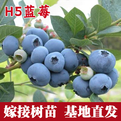 L25蓝莓树果苗特大号南方