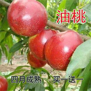 特早熟油桃苗嫁接桃树苗桃树苖南方北方种植果树苗当年结果易成活