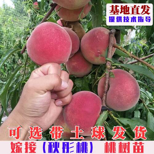 秋彤桃树苗嫁接特大晚熟