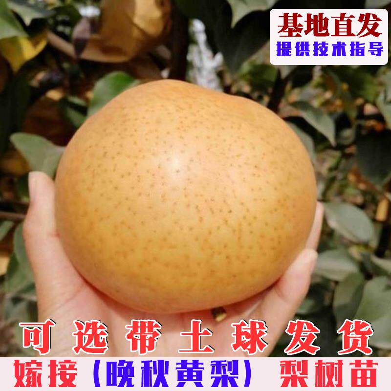 嫁接晚秋黄梨树苗特大晚熟脆甜大黄梨树果苗南方北方庭院盆栽地栽