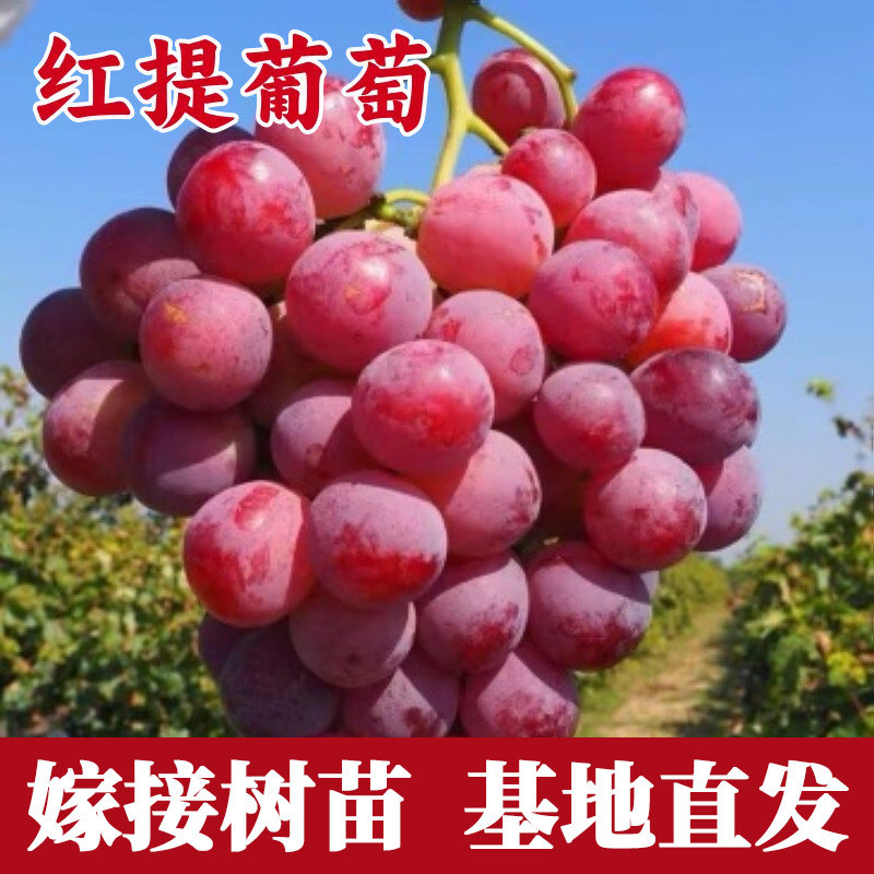 红提葡萄树苗特大号果树苗木种植庭院盆栽爬藤嫁接苗提子苗当年结