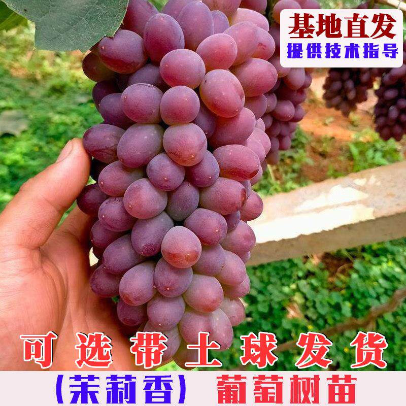 茉莉香葡萄树苗嫁接早熟着色香葡萄苗特大无籽红提葡萄树果苗果树