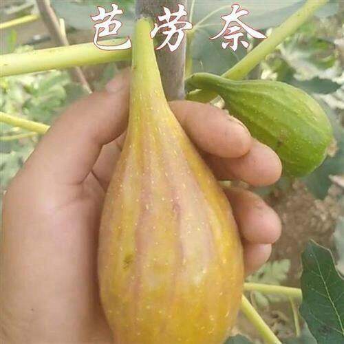 新品种芭劳奈无花果树苗