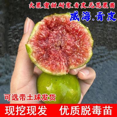 山东威海青皮无花果苗阳台盆栽庭院特大耐寒无花果树苗南北方种植