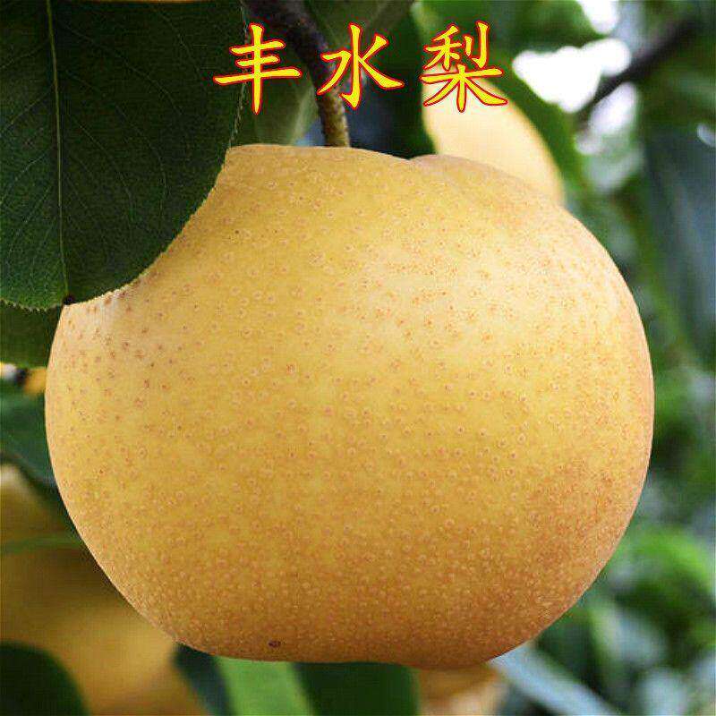 丰水梨梨树苗正宗大果梨树苗盆栽地栽南方北方种植耐寒嫁接梨苗