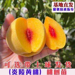 嫁接炎陵黄桃树苗特大脆甜黄桃树果苗南北方庭院盆栽地栽当年结果