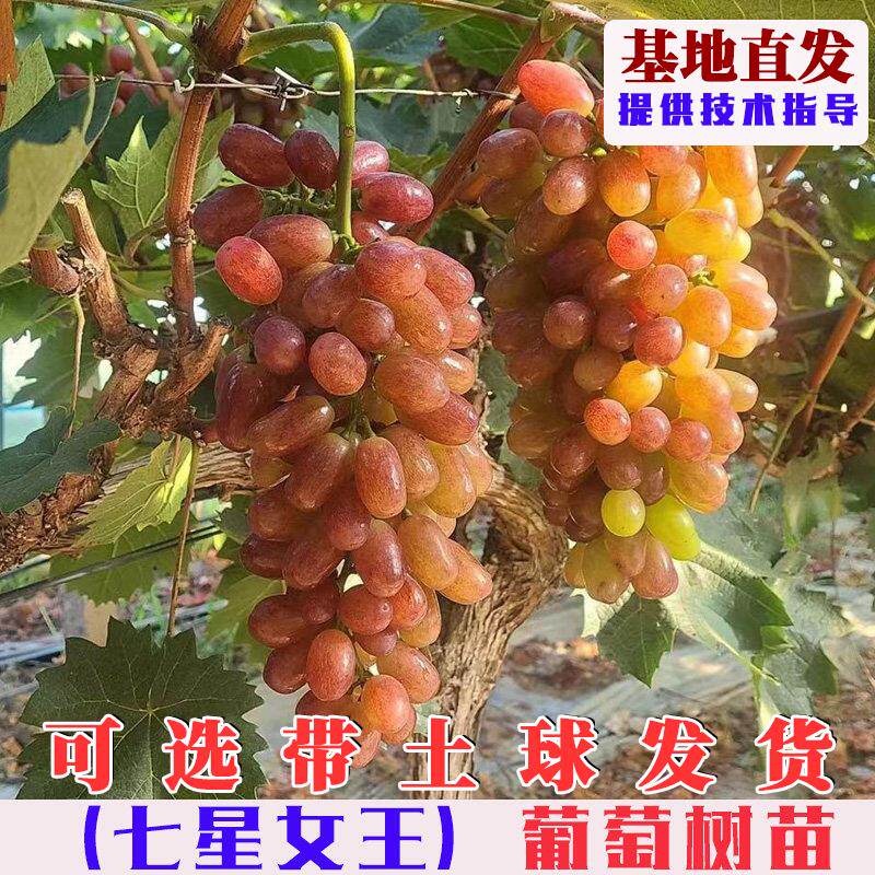 七星女王葡萄树苗嫁接早熟无核红提葡萄树果苗南北方庭院盆栽地栽