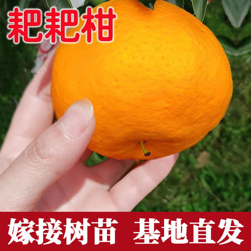 春见耙耙柑树苗柑橘子特