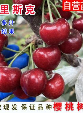 早熟大果型新品种Frisco弗里斯克大樱桃苗果树苗弗里斯科车厘子苗