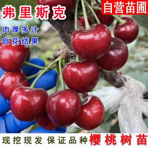 早熟大果型新品种Frisco弗里斯克大樱桃苗果树苗弗里斯科车厘子苗