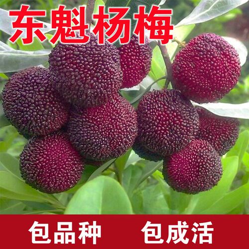东魁杨梅树苗南北方种植