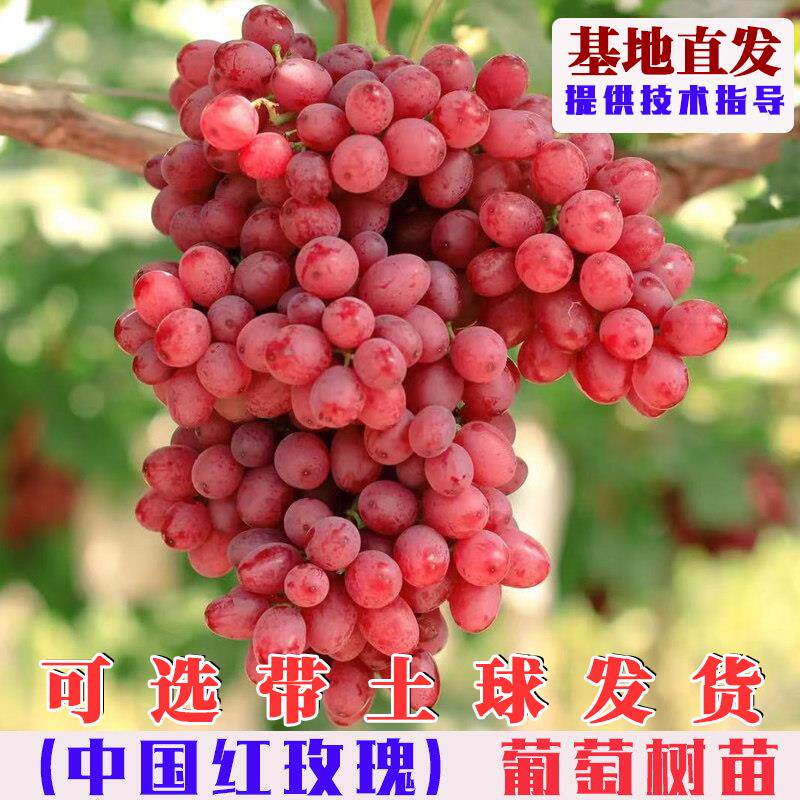 嫁接中国红玫瑰葡萄树苗爬藤无籽红提葡萄树果苗南北方庭院盆地栽