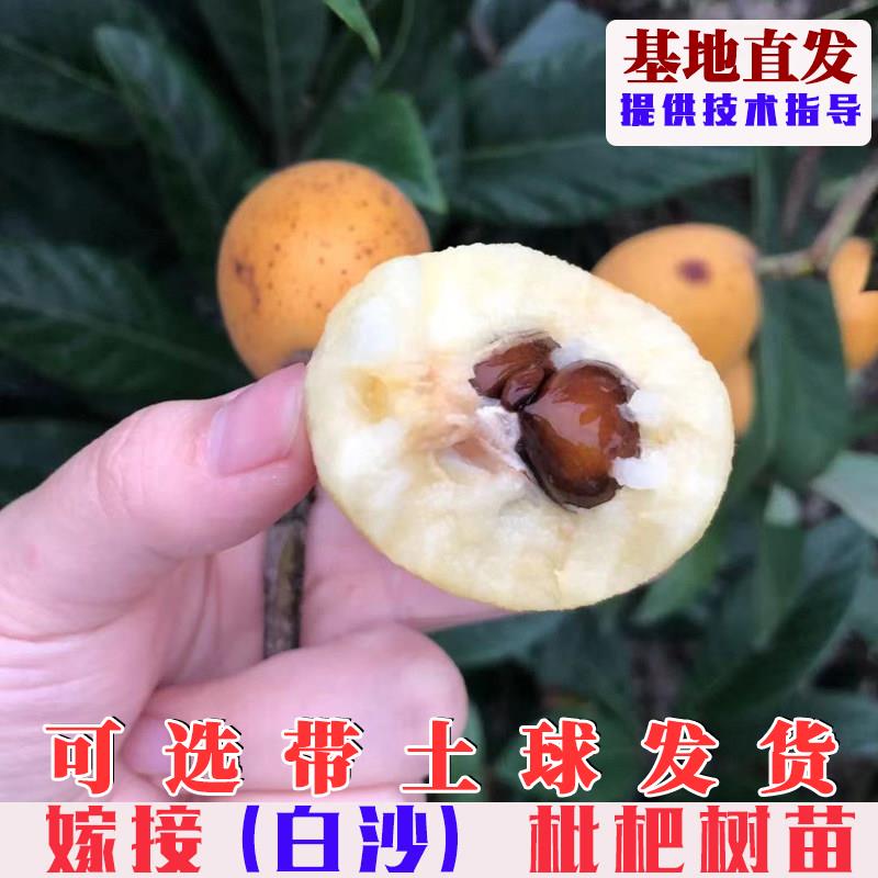 软条白沙枇杷树苗嫁接特大苏州东山枇杷树果苗果树苗木庭院盆栽地