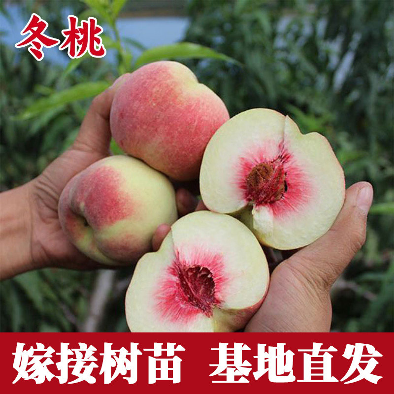 冬桃树果苗特大嫁接苗盆栽晚熟果树苗木庭院庭院地栽果树当年结果
