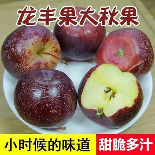 新品种龙丰果树苗嫁接小沙果树苗东北大秋果苗耐寒北方小苹果树苗