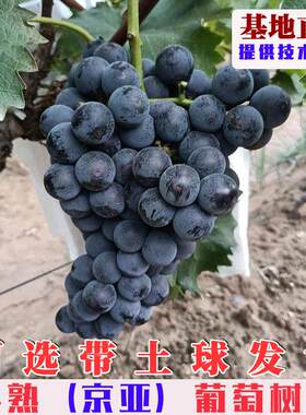 嫁接京亚葡萄树苗特大中