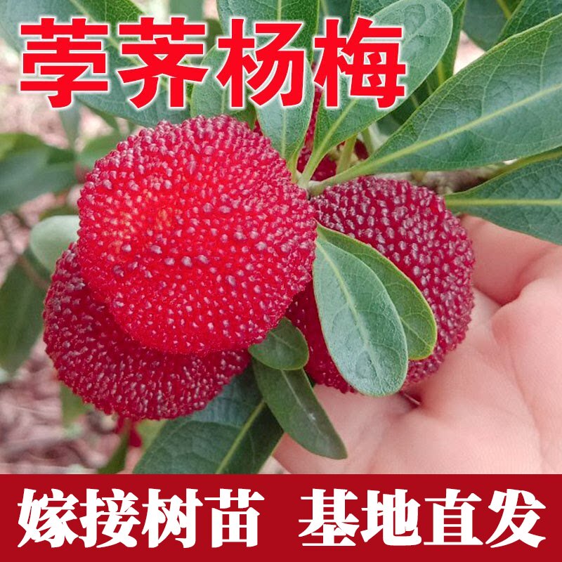 荸荠杨梅树苗嫁接苗南北图片
