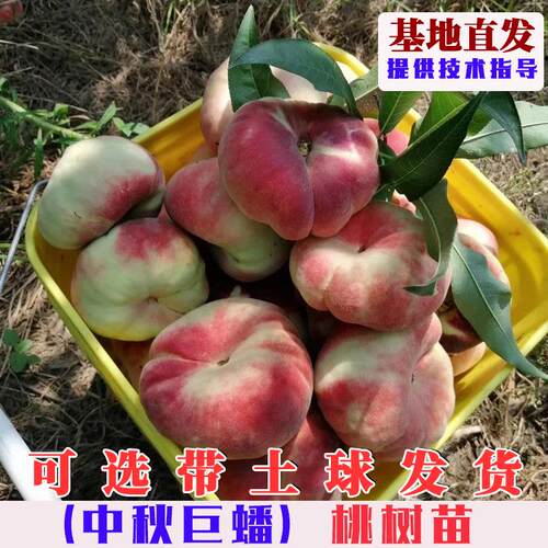 中秋巨蟠桃树果苗嫁接特