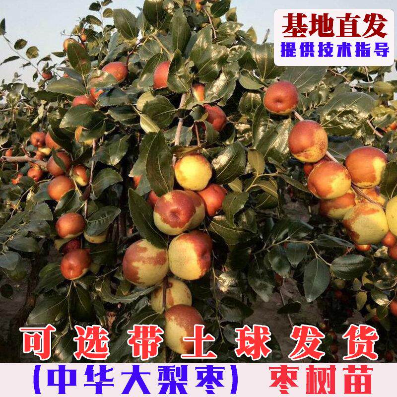 中华大梨枣树苗嫁接特大脆甜冬枣树活苗南方北方庭院盆栽地栽果树