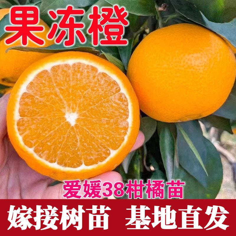 果冻橙苗爱嫒38号树苗带图片