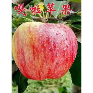 嘎啦苹果树苗特大嫁接果苗盆栽活苗庭院地栽南北方种植当年结果苗