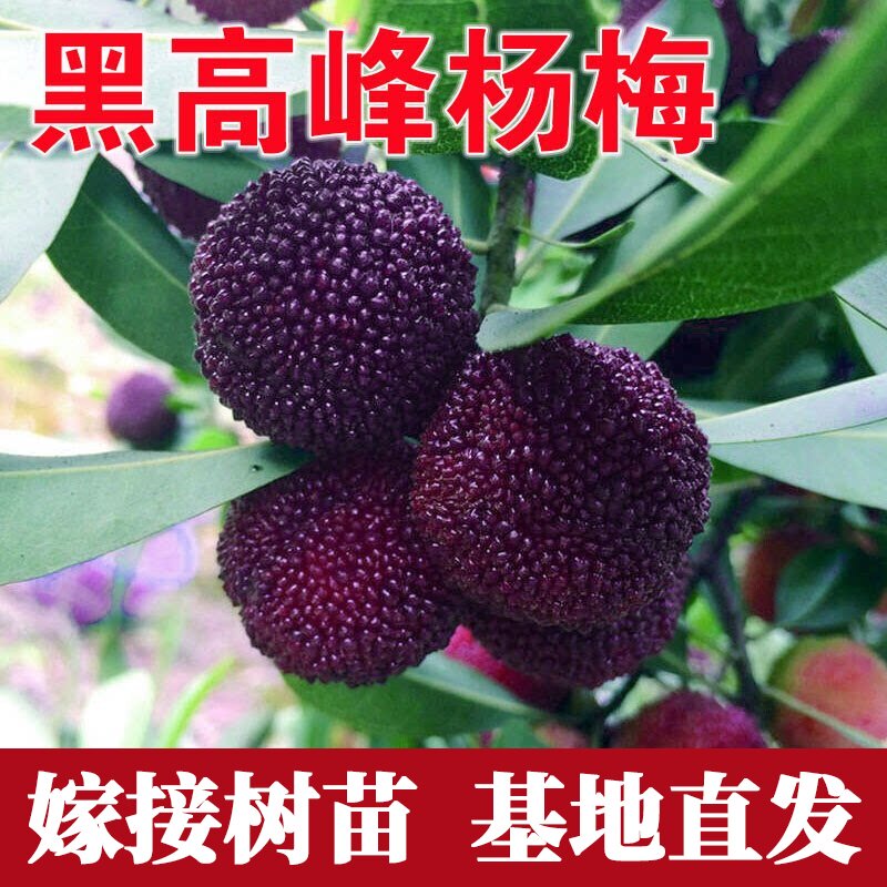 黑高峰杨梅苗嫁接树果树苗木种植庭院阳台盆栽地栽台湾早熟当年结