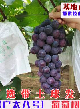 户太8号葡萄树苗嫁接沪太