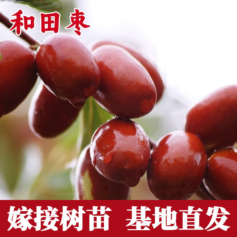 和田枣树活苗果树苗木庭院地栽种植枣子树苗耐寒盆栽嫁接苗当年结