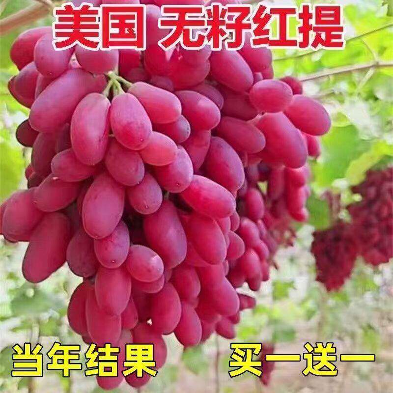 无籽红提葡萄树苗无核提子苗大果红宝石红葡萄盆栽地栽南北方种植
