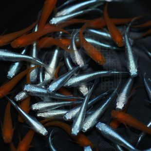 观背青鳉观赏鱼苗不加温新手好养除油膜魔法鱼海王星特价迷你金鱼