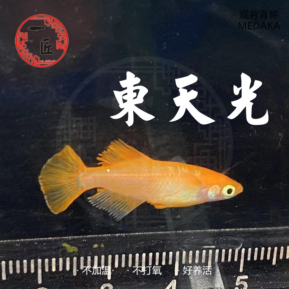 观背青鳉东天光小型观赏鱼不加温锦鳉新手好养宠物古法造景除油膜