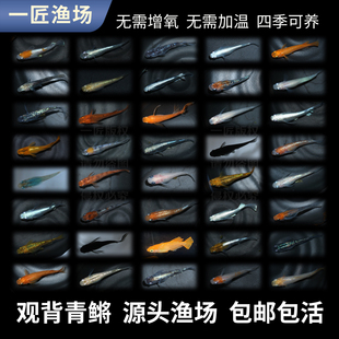 观背青鳉冷水淡水观赏鱼小型锦鲤魔法鱼鱼苗生态缸除油膜一匠渔场