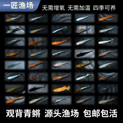 一匠观背青鳉鱼冷水淡水新手好养