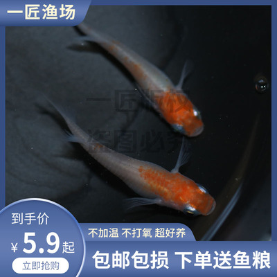 三色青鳉小型迷你锦鲤锦鳉冷水