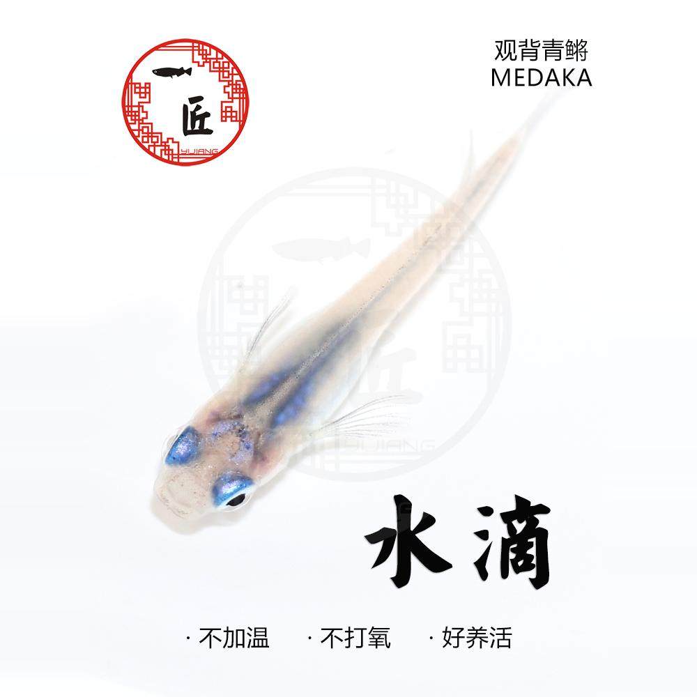 水滴深海观背青鳉小型观赏鱼古法养鱼冷水淡水锦鳉新手好养活排名