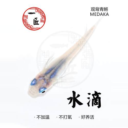 水滴深海观背青鳉小型观赏鱼