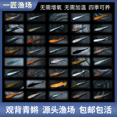 冷水广温新手好养一匠观背青鳉鱼