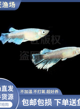 宽鳍玛利亚观背青鳉小型观赏鱼古法养鱼不加温锦鳉新手好养活造景