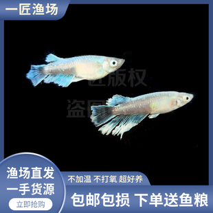 宽鳍玛利亚观背青鳉小型观赏鱼古法养鱼不加温锦鳉新手好养活造景