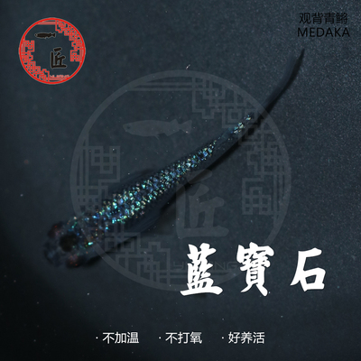 蓝宝石观背青鳉繁殖组一对星光小型观赏鱼无背鳍锦鳉好养活体宠物