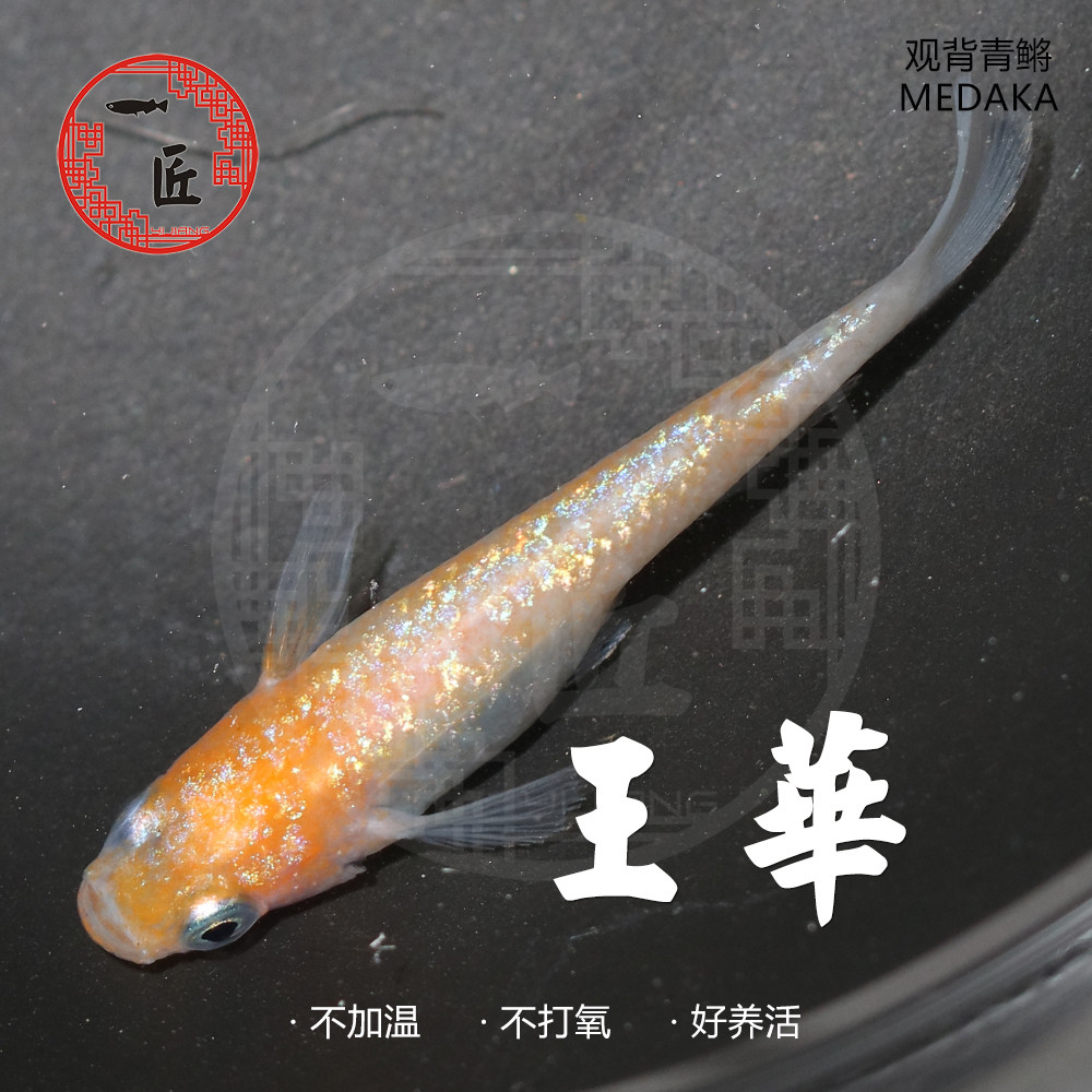 王华白王华月神黄金星光品种月华月光女神观背青鳉鱼容易饲养