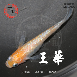 王华白王华月神黄金星光品种月华月光女神观背青鳉鱼容易饲养