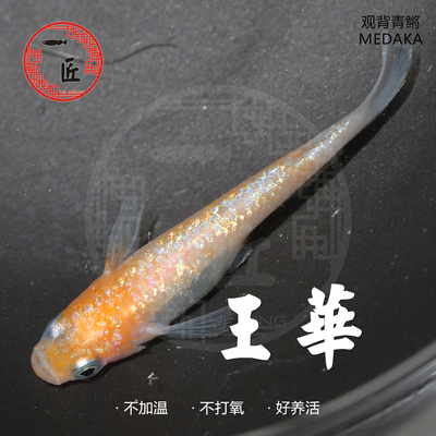 王华白王华月神黄金星光观背青鳉